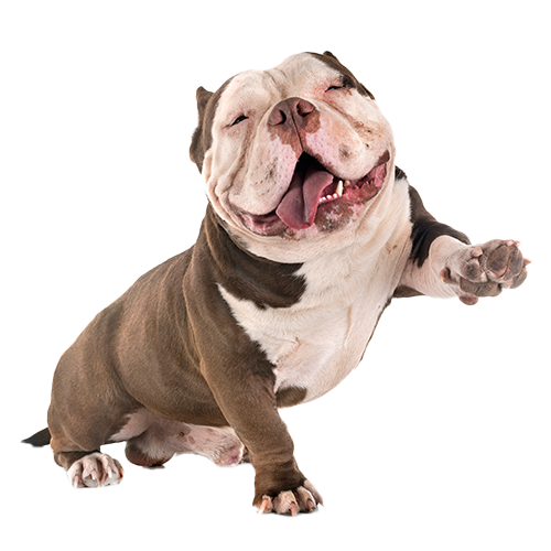 American Bulldog